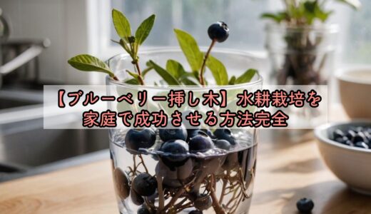 【ブルーベリー挿し木】水耕栽培を家庭で成功させる方法完全