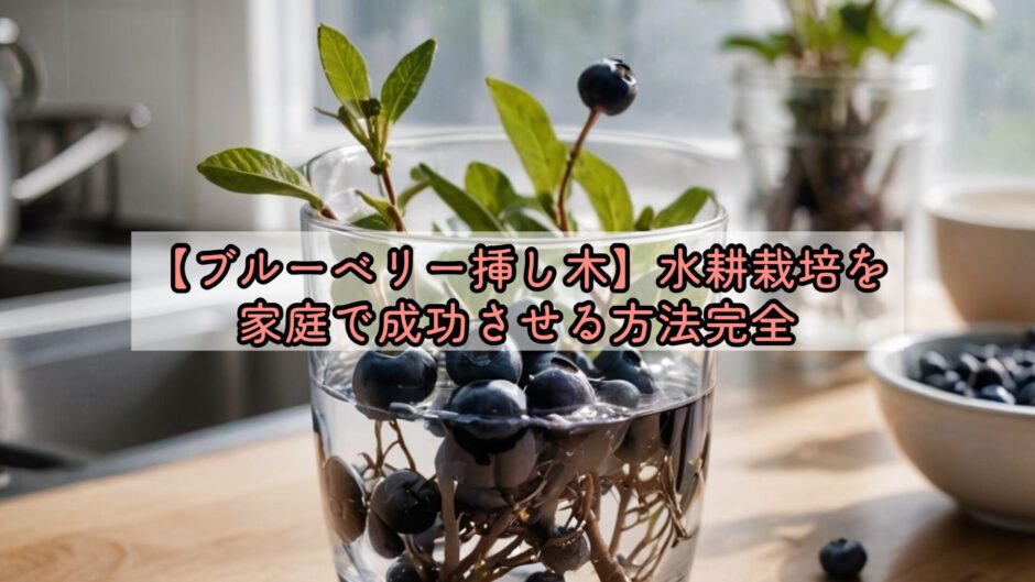 【ブルーベリー挿し木】水耕栽培を家庭で成功させる方法完全