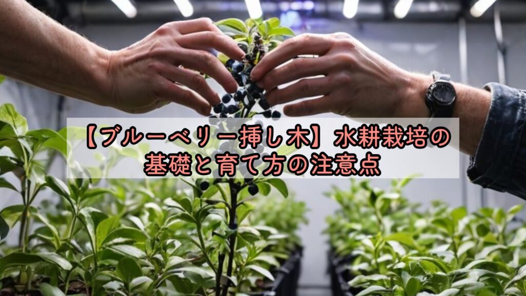 【ブルーベリー挿し木】水耕栽培の基礎と育て方の注意点
