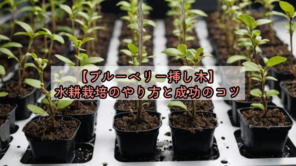 【ブルーベリー挿し木】水耕栽培のやり方と成功のコツ