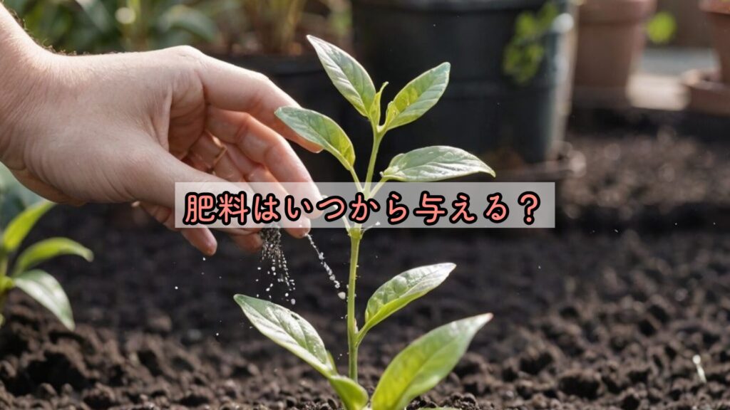肥料はいつから与える？