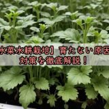 【水菜水耕栽培】育たない原因と対策を徹底解説！