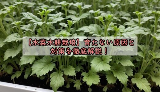 【水菜水耕栽培】育たない原因と対策を徹底解説！