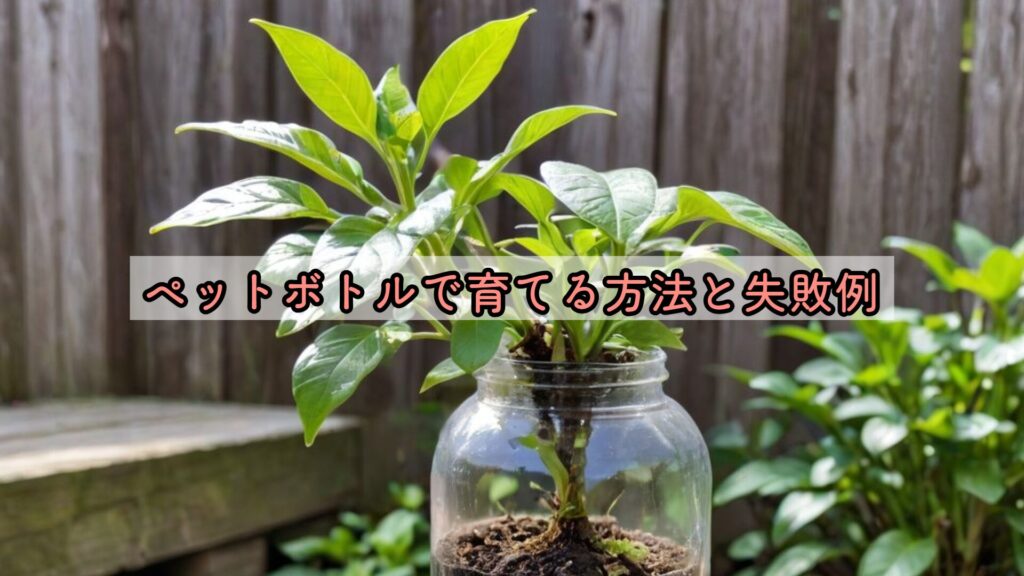 ペットボトルで育てる方法と失敗例