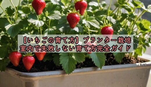 【いちごの育て方】プランター栽培、室内で失敗しない育て方完全ガイド