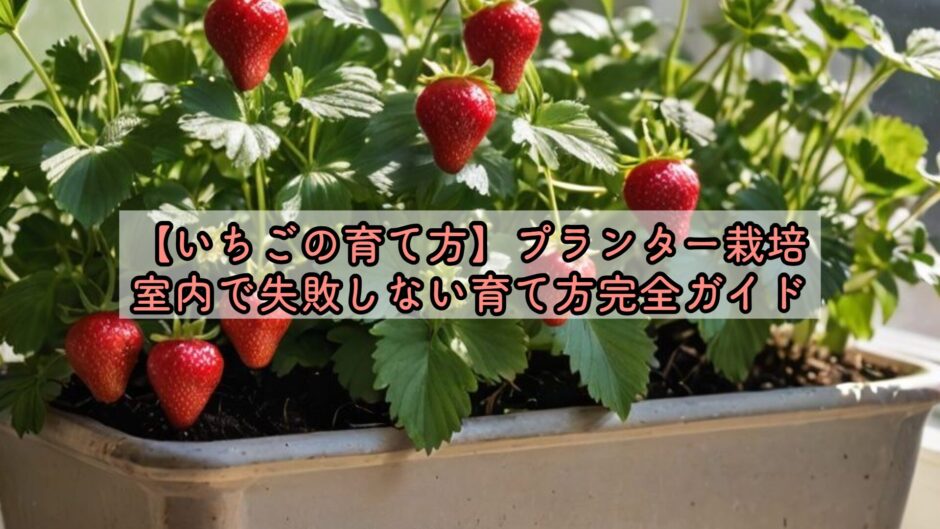 【いちごの育て方】プランター栽培、室内で失敗しない育て方完全ガイド