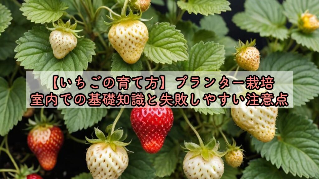 【いちごの育て方】プランター栽培、室内での基礎知識と失敗しやすい注意点