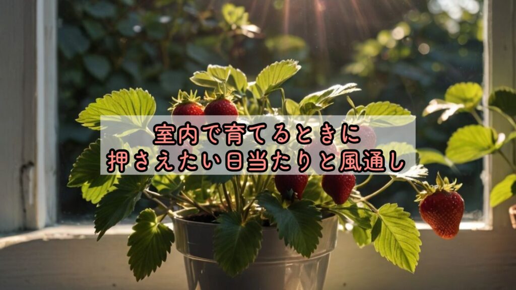 室内で育てるときに押さえたい日当たりと風通し