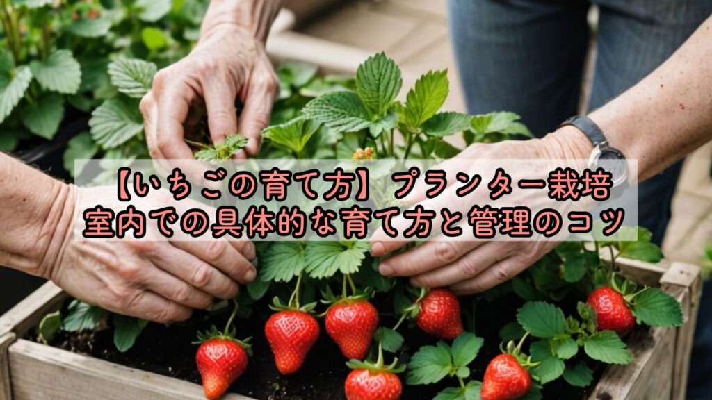 【いちごの育て方】プランター栽培、室内での具体的な育て方と管理のコツ