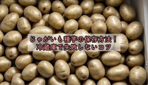 じゃがいも種芋の保存方法！冷蔵庫で失敗しないコツ