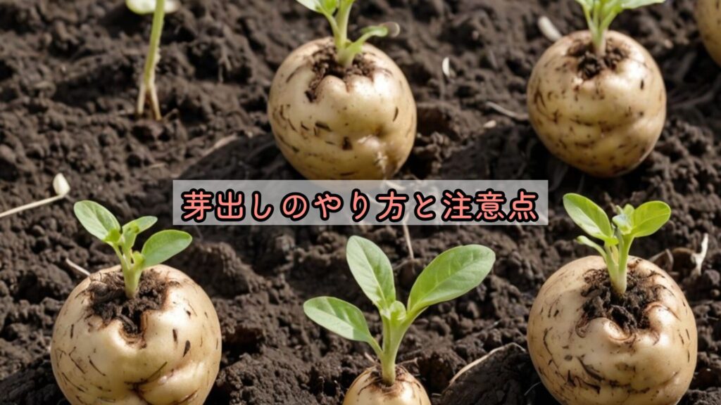 芽出しのやり方と注意点