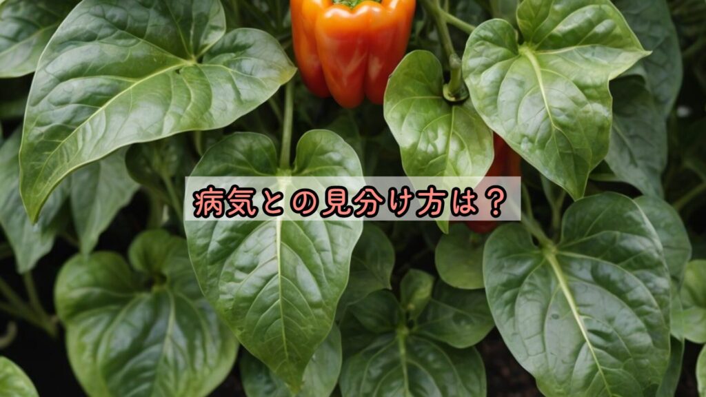 病気との見分け方は？