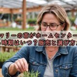 ローズマリーの苗がホームセンターで販売される時期はいつ？販売と選び方ガイド