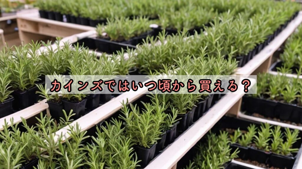 カインズではいつ頃から買える？