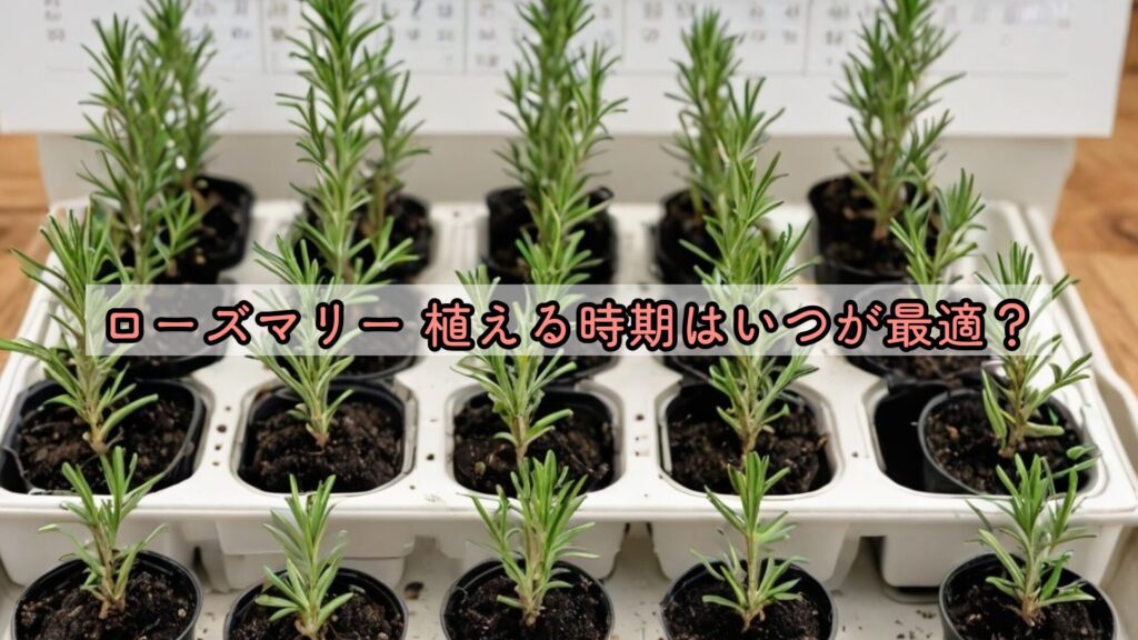 ローズマリー 植える時期はいつが最適？