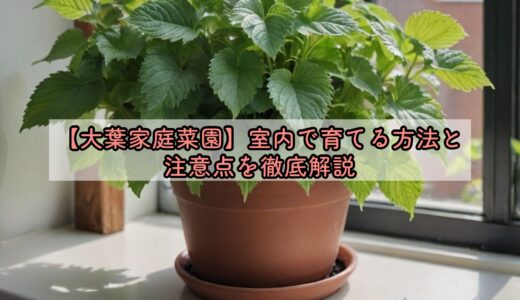 【大葉家庭菜園】室内で育てる方法と注意点を徹底解説