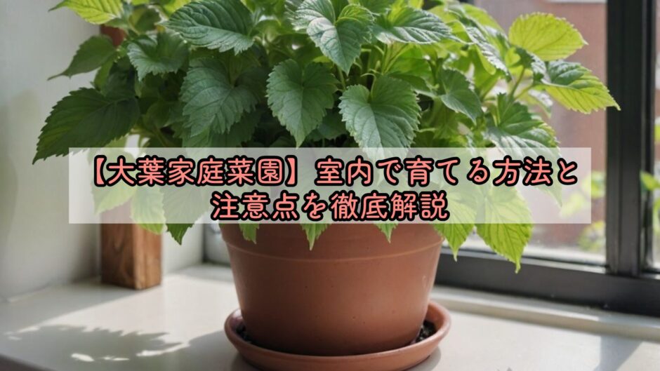【大葉家庭菜園】室内で育てる方法と注意点を徹底解説