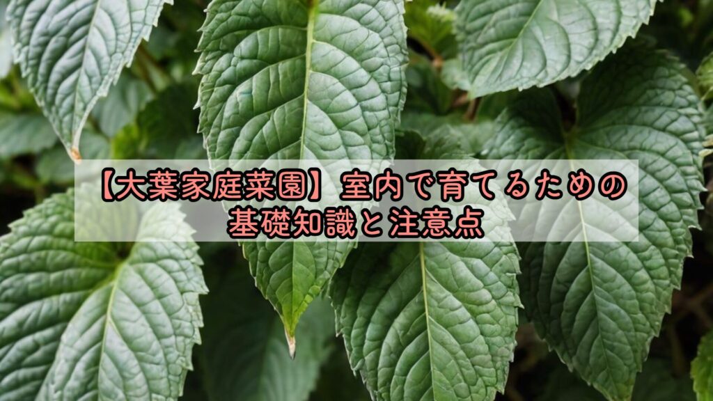 【大葉家庭菜園】室内で育てるための基礎知識と注意点