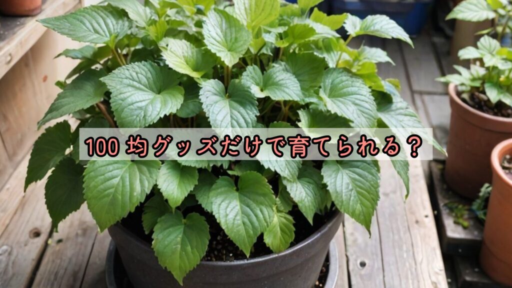 100 均グッズだけで育てられる？