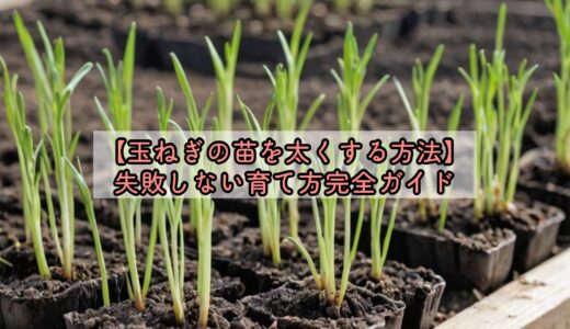 【玉ねぎの苗を太くする方法】失敗しない育て方完全ガイド