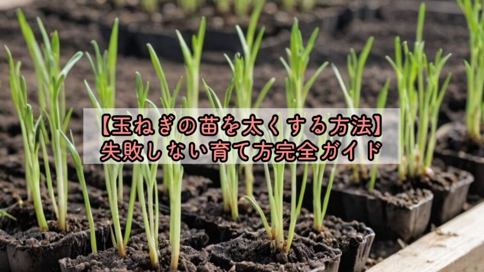 【玉ねぎの苗を太くする方法】失敗しない育て方完全ガイド