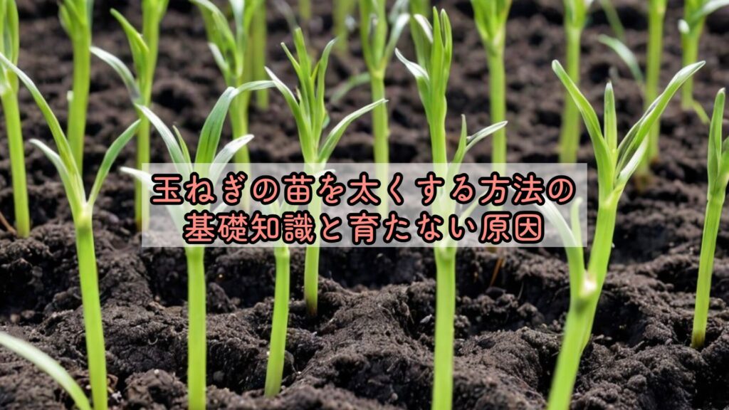 玉ねぎの苗を太くする方法の基礎知識と育たない原因