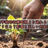 里芋栽培収穫時期より遅れるとどうなる？影響と正しい対処法