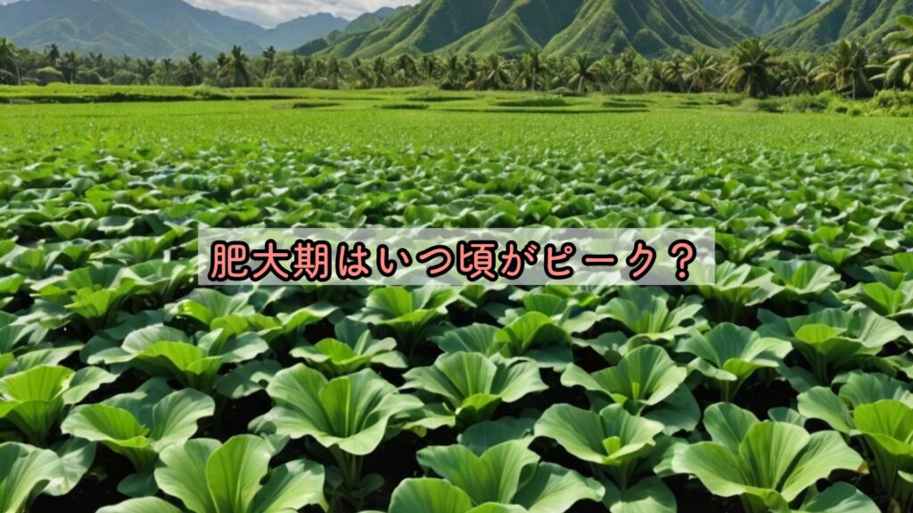 肥大期はいつ頃がピーク？