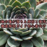 多肉植物の葉が落ちる原因と復活方法を徹底解説ガイド初心者向け