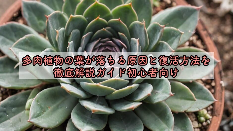 多肉植物の葉が落ちる原因と復活方法を徹底解説ガイド初心者向け