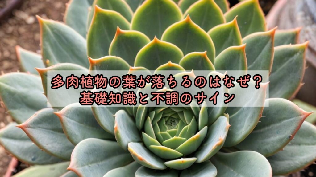 多肉植物の葉が落ちるのはなぜ？基礎知識と不調のサイン