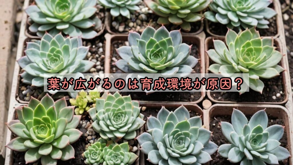 葉が広がるのは育成環境が原因？