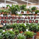 観葉植物が安いホームセンターで失敗しない選び方と購入術