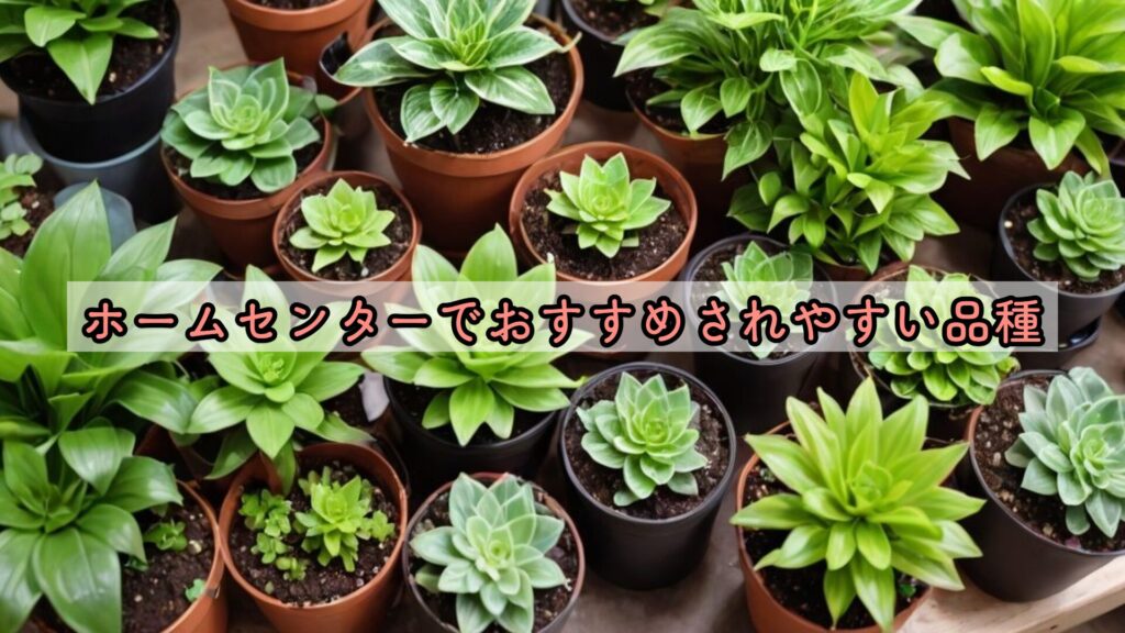 ホームセンターでおすすめされやすい品種