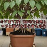 【パキラ育て方】100均で失敗しないコツと選び方初心者も安心