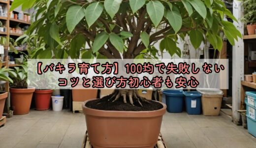 【パキラ育て方】100均で失敗しないコツと選び方初心者も安心