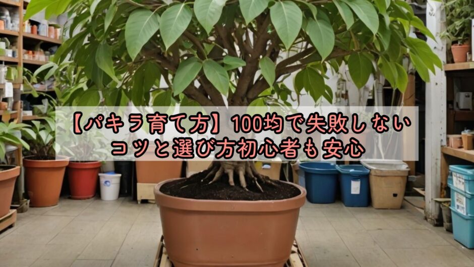【パキラ育て方】100均で失敗しないコツと選び方初心者も安心