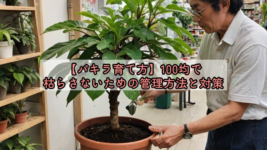 【パキラ育て方】100均で枯らさないための管理方法と対策