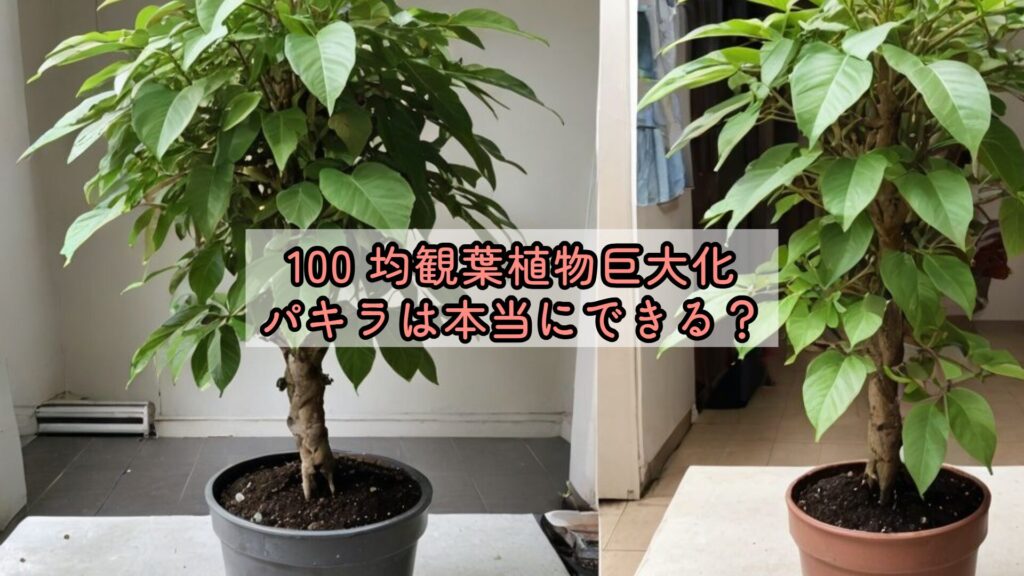 100 均観葉植物巨大化、パキラは本当にできる?