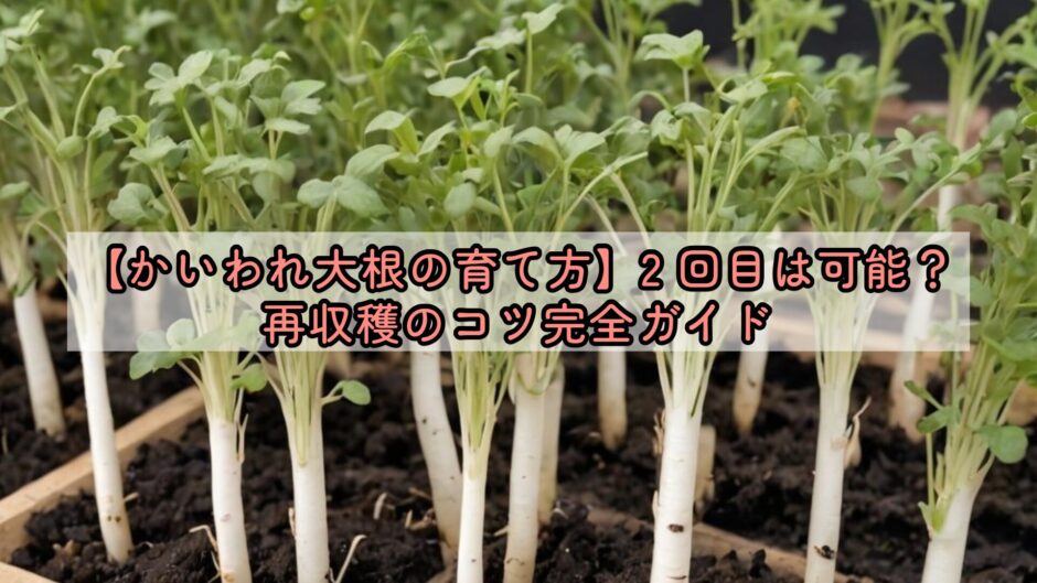 【かいわれ大根の育て方】2 回目は可能？再収穫のコツ完全ガイド