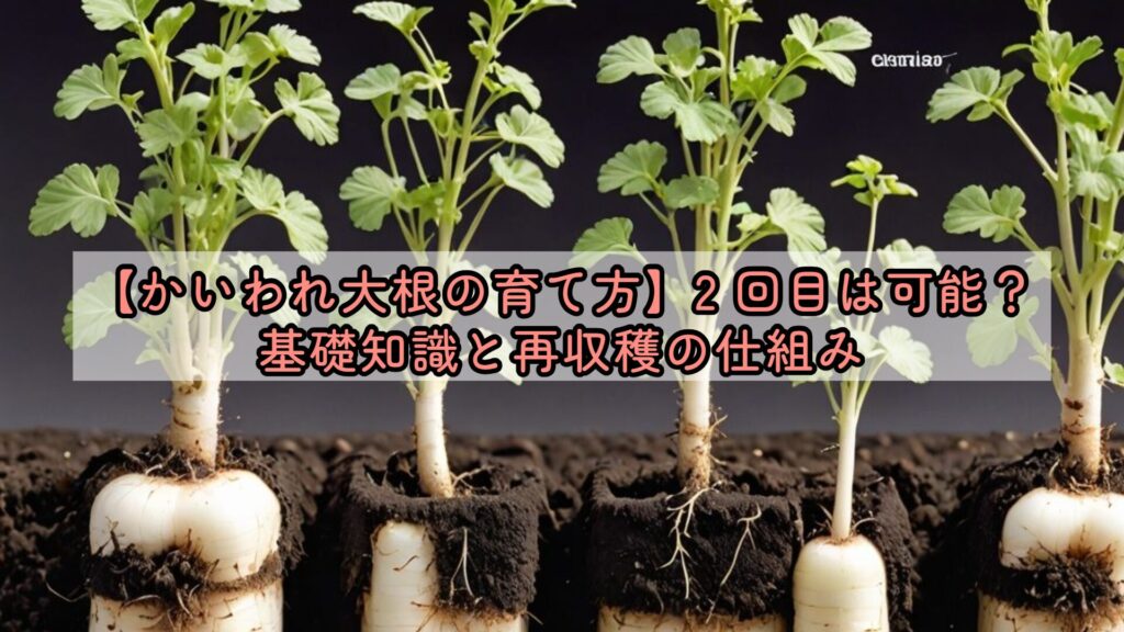 【かいわれ大根の育て方】2 回目は可能?基礎知識と再収穫の仕組み