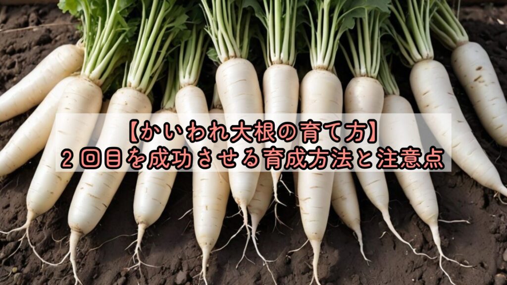 【かいわれ大根の育て方】2 回目を成功させる育成方法と注意点