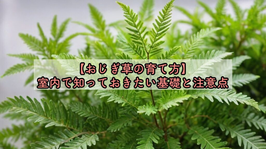 【おじぎ草の育て方】室内で知っておきたい基礎と注意点