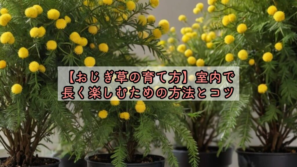 【おじぎ草の育て方】室内で長く楽しむための方法とコツ