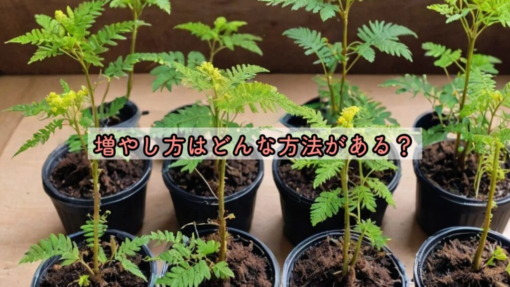 増やし方はどんな方法がある？