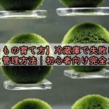 【まりもの育て方】冷蔵庫で失敗しない基本と管理方法｜初心者向け完全ガイド