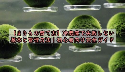 【まりもの育て方】冷蔵庫で失敗しない基本と管理方法｜初心者向け完全ガイド