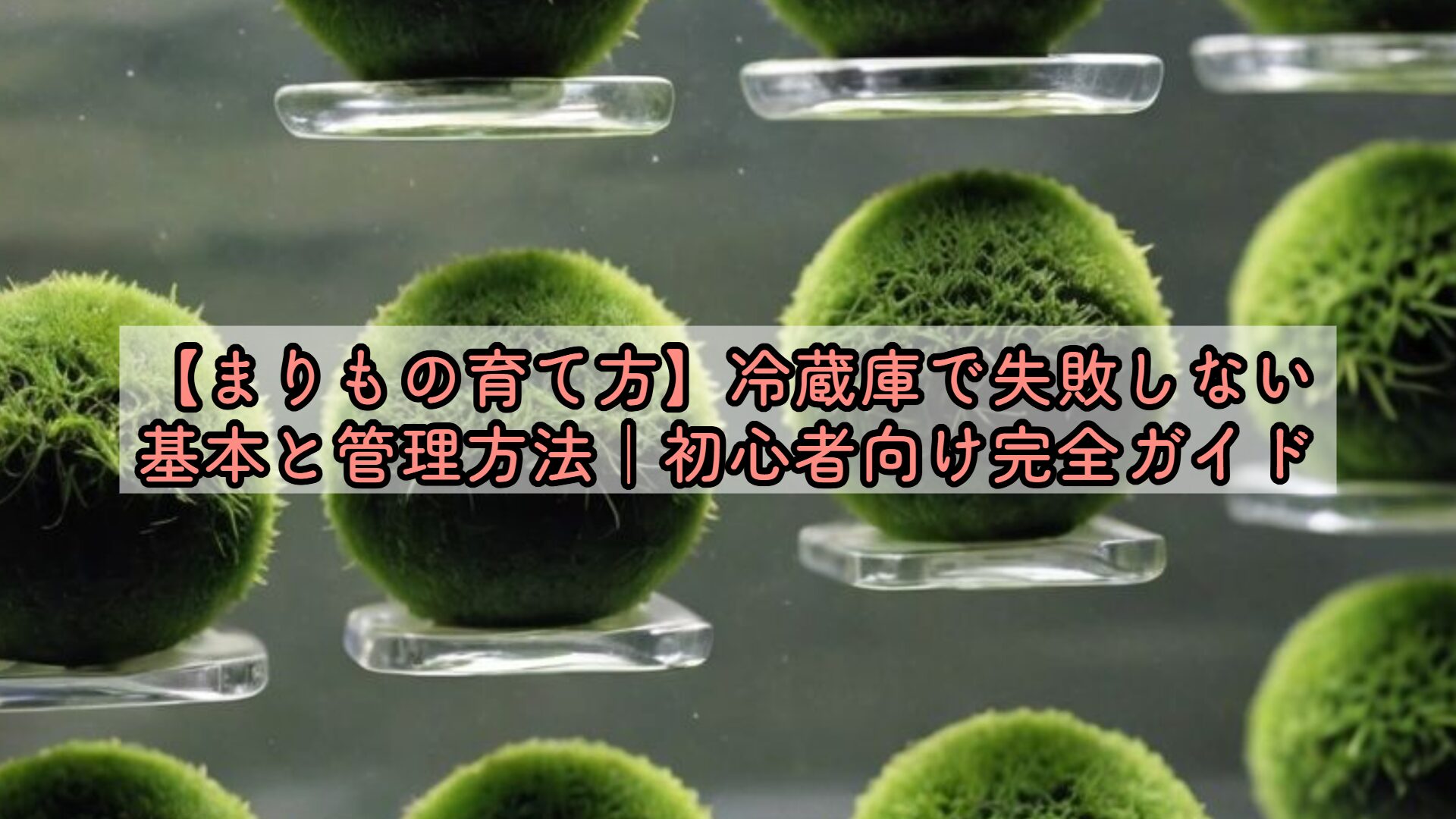 まりもの育て方】冷蔵庫で失敗しない基本と管理方法｜初心者向け完全