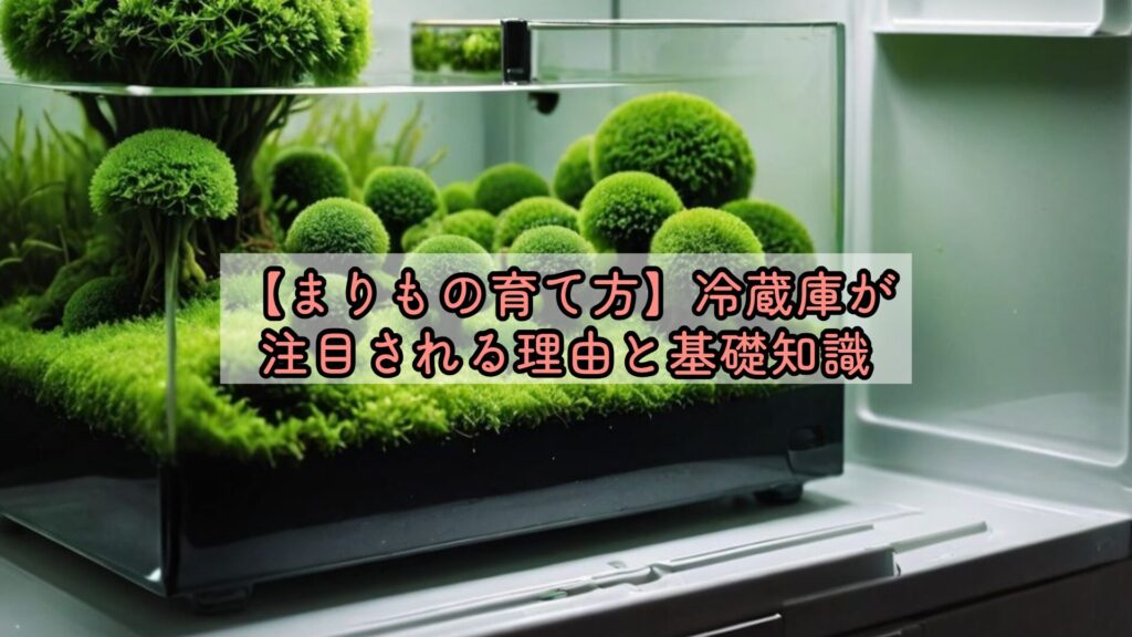 【まりもの育て方】冷蔵庫が注目される理由と基礎知識