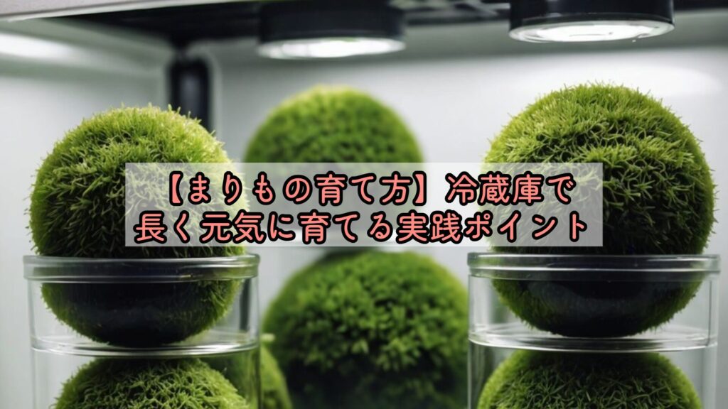 【まりもの育て方】冷蔵庫で長く元気に育てる実践ポイント